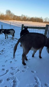 Because donkey farts are funny #reels #fblifestyle #onehappyassfarm #donkey | One Happy Ass Farm