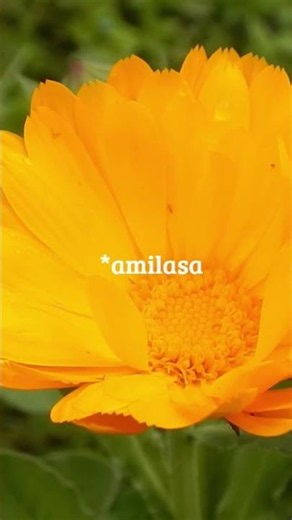 Calendula and its antidiabetic effect (scientific studies)