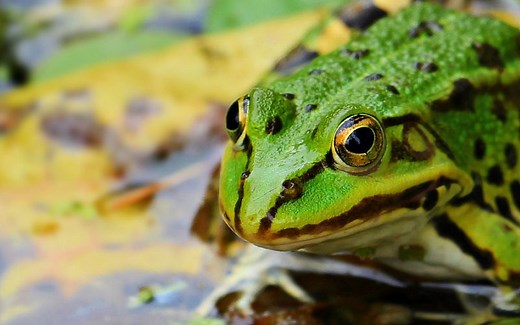What Do Frogs Eat In The Wild? {No.8 is a weird one!} » Birds & Wild