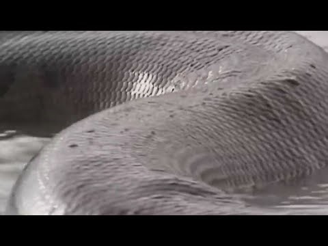 Largest anaconda ever found - Unbelievable