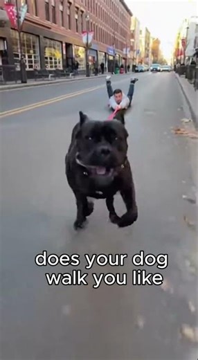 Is This a Cane Corso Walk… or a Kidnapping?