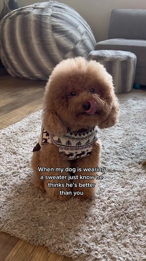 he got that sh*t on tho @Dog Threads #minipoodle #dogclothes #dogsweater #teddybeardog #redminipoodle #canigiveyouabighug