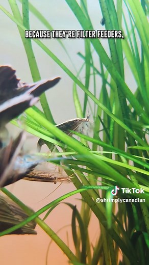 3 INCREDIBLE Facts About Bamboo Shrimp ◽️◽️◽️◽️◽️ FEED WHAT SHRIMP LOVE! Shop ➡️ ShrimplyCanadian.com #shrimp #aquarium #shrimplycanadian #shrimptank #fishtank #aquariumhobby #plantedaquarium #aquascape #aquascaping #fishkeeping #shrimpkeeping #fish #shorts