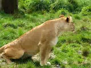 Female Lion Urinating - Paradise Valley Springs Wildlife Park - Rotorua, New Zealand