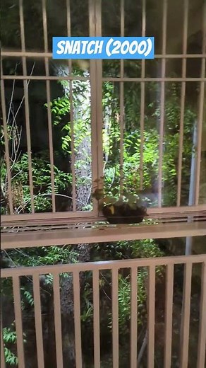 Snatch (2000) Movie Review - 11/4/25