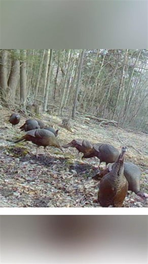 Wild Turkeys Feeding in Front of My Trail Camera: Close-Up Wildlife Action #shorts #wildlife #turkey
