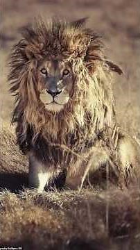 This lion trapped in a cage didn't see the sun for 7 long years😢 #lion #animals #shorts