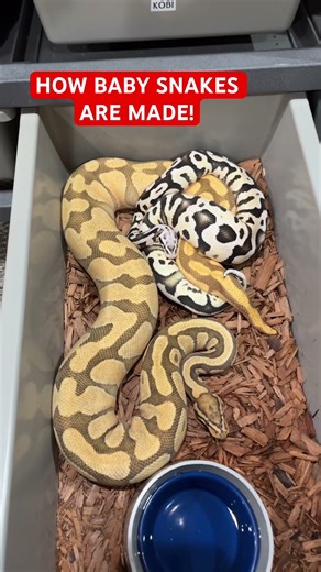 This is how Baby Ball Pythons Are Made😍