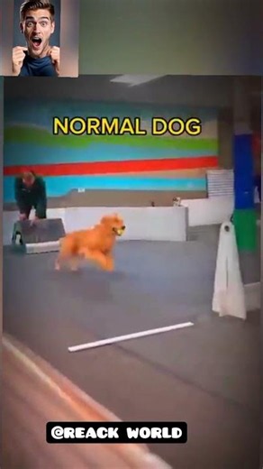 🐕 This Dog Shocked Everyone! 😱 #Shorts #usa #viral