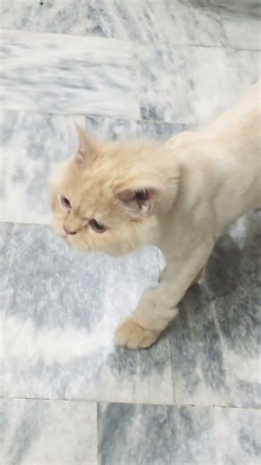 A tiny meow for a big heart 🐾📣 #Heartwarming #Kitten #shorts