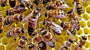 10 Worlds Most Terrifying Insects