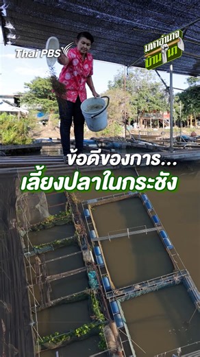 การเลี้ยงปลาในกระชัง หากเจอน้ำท่วม กระชังสามารถลอยขึ้นลงตามน้ำได้ ทำให้ปลาไม่ได้รับความเสียหาย แต่ควรหมั่นดูแลตาข่ายกระชังไม่ให้เปื่อยหรือขาด #ปลาแรด #มหาอำนาจบ้านนา #ThaiPBS . 📌 ชมเรื่องราวการเลี้ยงปลาแรดต่อได้ที่ https://thaip.bs/1GxxrPV | Thai PBS
