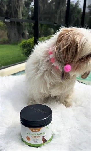 Meet this sweet Shih Tzu girl—once bothered by constant itching, now living her best, comfy life 💕 With Jagy Allergy & Itching Chews (Chicken Flavor), she’s enjoying: ✨ Relief from scratching & irritation ✨ A healthier, shinier coat ✨ Better digestion & immune support No more restless nights. No more nonstop scratching. Just tail wags, cuddles, and confidence 🐶💖 Because your pup deserves to feel as good as she looks. 👉 Try Jagy Allergy & Itching Chews today and see the difference! #HappyPup 