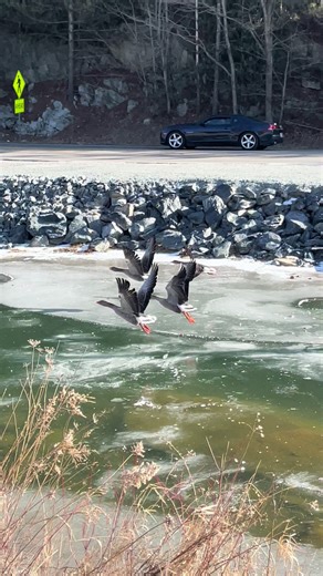 Greylag Goose Behavior After Eagle Encounter