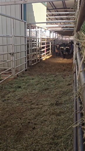 Exploring the World of Bull Hauling