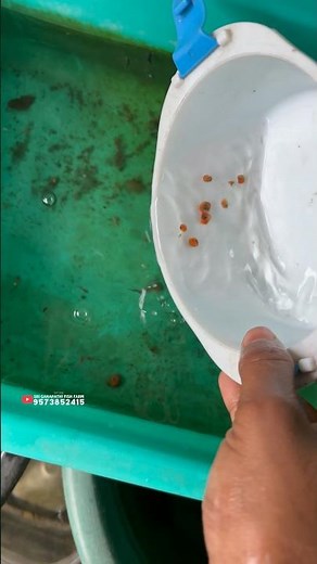 How to breed 🐌 snails🤯Male and Females💥#howtobreedsnails #snails #snail #aquarium #fish #viral