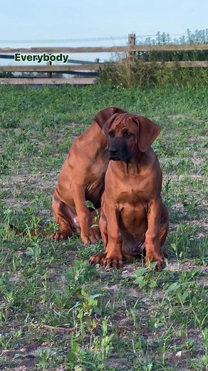 3.2K views · 136 reactions | Spending time with my dogs is my slice of heaven! Rhodesian Ridgeback puppies Midas & Linus  They are 12 weeks old today 凉✨ #rhodesianridgeback #rhodesianridgeback #rhodesianridgebacklovers #rhodesianridgebackpuppy #rhodesianridgebackmix | Carissa Bootman | Facebook