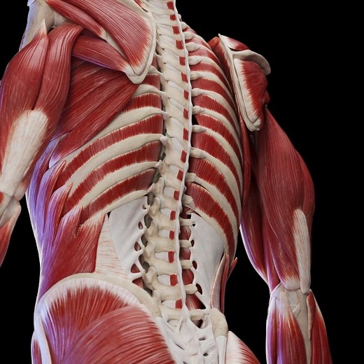 SciePro on Instagram: "Unleash the power of the back muscles with our dynamic 3D model. Explore the intricate web of muscles that span the entire back, providing stability, support, and graceful movement. Perfect for medical animation studios and app developers, our model showcases the detailed anatomy of the back muscles, allowing for captivating visuals and enhanced educational experiences. Dive into the world of the back muscles like never before! #medical #anatomy #science #meded #biology #3