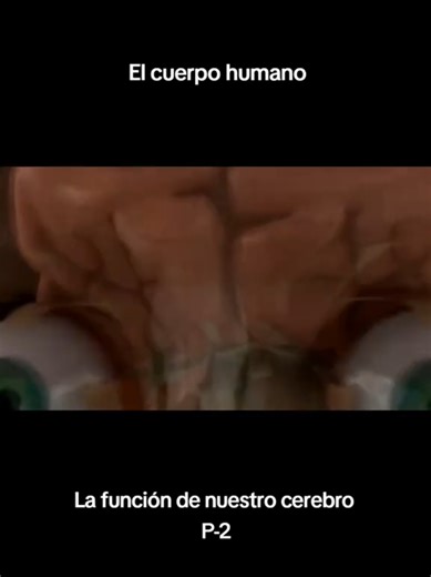 Zona Curiosa | El cuerpo humano - La función de nuestro cerebro P-2 #cuerpo #cerebro #humano #ciencia #zonacuriosa1