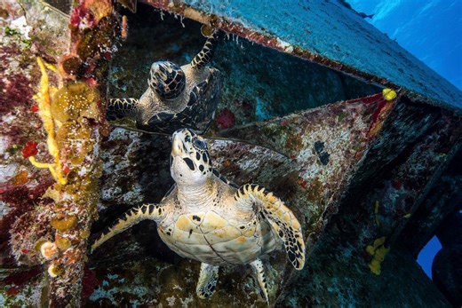 10 incredible, dramatic shipwrecks around the world that are just teeming with marine life | Discover Wildlife