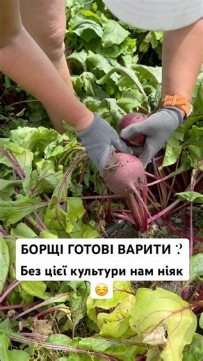 What do you think, what hybrid is this? #agro #agrotechnology #fyp #agrolife #beet