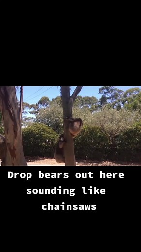 #straya #koala #nightmarefuelfromaus #nightmarefuel #foryou #fyp