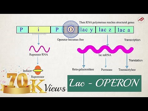 Lac OPERON Concept - Class 12 - Simplified