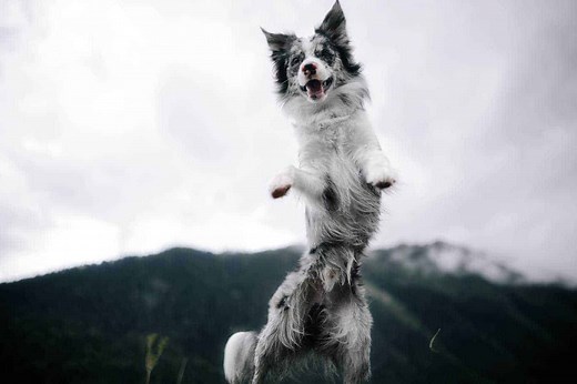 Why your energetic dog might show hidden signs of ADHD