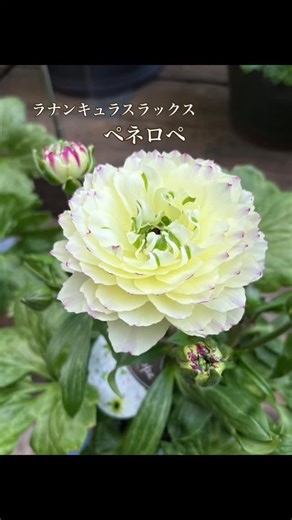 有限会社園舎 on Instagram: "おはようございます園舎です♪ 今日は『今週のオススメ植物』です。 Pic.1 ラナンキュラスラックス“ペネロペ” Pic.2 サイネリア“ティアクイーン” Pic.3 ゼラニウム“クオリティー” Pic.4 ゼラニウム“プリティリトルピンク” Pic.5 ペラルゴニウム Pic.6 ルピナス“リリアン” Pic.7 リトドラ“タイドプール” Pic.8 タゲテス“ゴールドメダル” Pic.9 大輪ネモフィラ Pic.10 羽衣ジャスミン 花束💐アレンジメントの作成も随時承っております。 ご来店またはお電話でのご注文を受けつけておりますので、どうぞお気軽にお問い合わせください。ご連絡をお待ちしております。 当店ではコーピーカード(チャージ、ポイントご利用可)、各種クレジットカード、各種ギフト券、はばタンpay＋がお使い頂けます。 #園舎 #コープリビング甲南 #神戸花屋 #フラワーショップ #観葉植物 季節の花 切花 寄せ植え 苗 植え替え グリーン 花束 フラワーアレンジメント 水耕栽培 雑貨 ガーデニング 野菜苗 植木鉢 花のプレゼント 