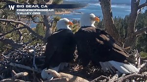 Bald eagles Jackie and Shadow were seen bracing in their nest against the Santa Ana winds roaring through Big Bear, CA earlier. An extreme fire weather outlook is in effect across southwest California for both Monday and Tuesday. | WeatherNation