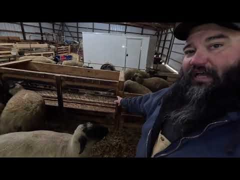 Building A Fence Line Feeder When A Lambing Emergency Happens