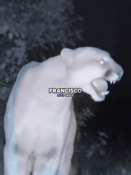 Joe Rogan's Dog Incident with Mountain Lion Explained