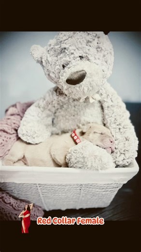 ❤️beautiful female formentino cane corso❤️ #canecorso #bigdog #canecorsopuppy #availablepuppy