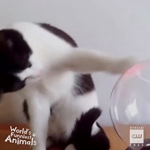 What's that thing?! Stream World's Funniest Animals free only on The CW: go.cwtv.com/streamWFAfb | The CW