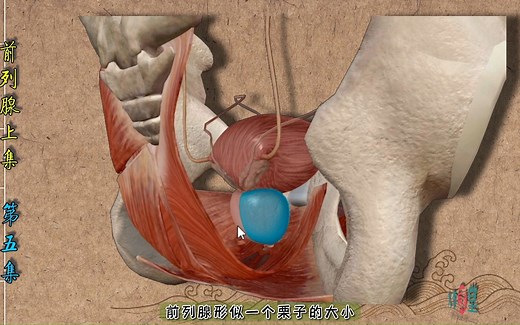 前列腺（上集）-第5集-生殖系统-3D人体解剖微课