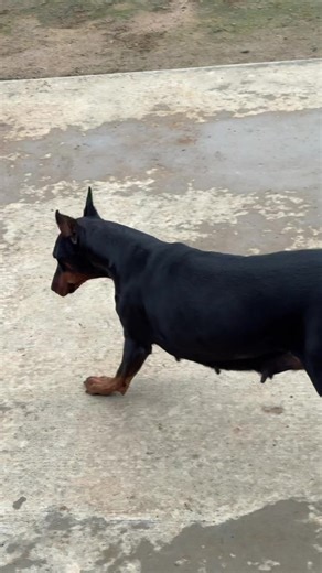 Adorable Doberman Dogs: A Showcase of Love and Loyalty