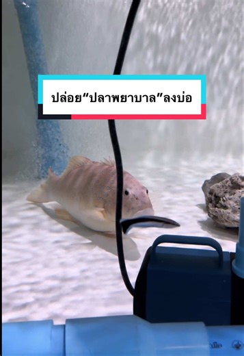 ปล่อย“ปลาพยาบาล”ลงบ่อใหญ่ #ปลาพยาบาล #ปลาสวยงาม #เลี้ยงปลา #สัตว์เลี้ยงtiktok #greenspets @Green's pets @Green's pets @Green's pets