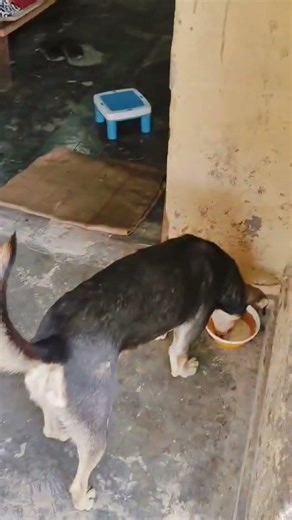 inka prem shabse acha hai #inko sirf do roti se Matlab hai #funny #shortvideo #petsrule #shortsviral
