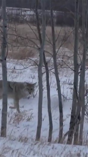 Hunting Coyotes TAP SOUND FULL VIDEO #coyotehunting #hunting #predatorhunting