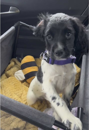 come with us to pick up our springer spaniel puppy, Bonnie🩷🫶🏼✨ #fyp #springerspaniel #springerspanielpuppy #puppylove #foryou