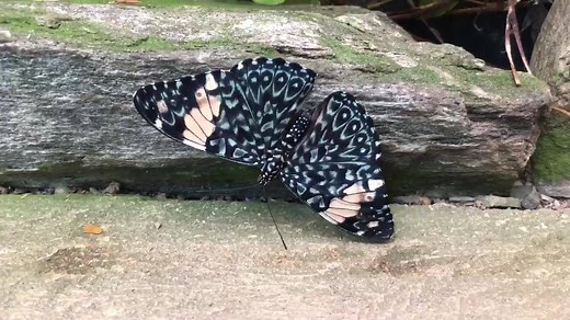 1.6K views · 115 reactions | This is Hamadryas amphinome (The Red...