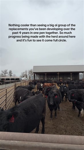 Exciting Progress in Genetic Testing for Our Herd