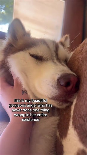 😂😂 #fypシ #husky #malinois | Husky Honey