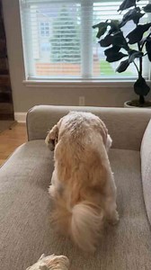 Shih Tzu Behavior: When to Stop Scratching and Acting Sassy