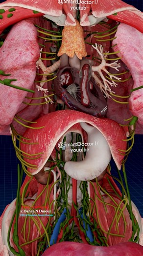 Smart Doctor | Every Layer Has a Secret | Female Anatomy Reveal 💡 - - 🔍 Ever wondered what really fills the space beneath the skin? In this 3D female... | Instagram