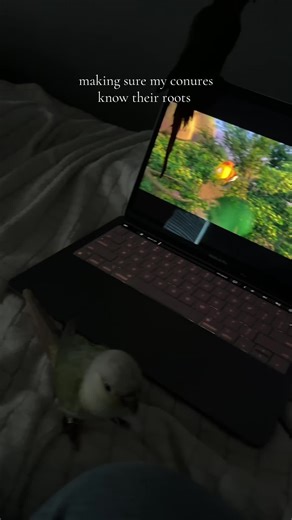 Exploring the Origins of My Green Cheek Conures