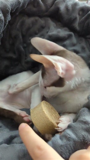 Zaros - ASMR Cornish Rex Kitten Meets Freeze-Dried Raw for the First Time - Part 1 #cornishrex