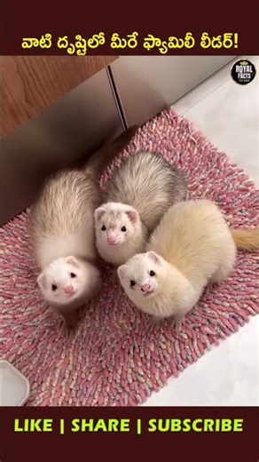 Why Ferrets Trust Humans So Much! 🐾😱 #youtubeshorts #ytshorts #viral