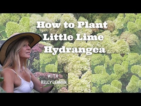 How to Plant Little Lime Hydrangea - With Kelly Lehman