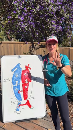 Dr. Hayley McDonald | Specialist Veterinary Cardiologist on Instagram: "🩺 5 Cardiac Defects That Can Cause Systolic Heart Murmurs in Dogs & Cats 1️⃣ Mitral regurgitation – Backflow through an insufficient mitral valve. 2️⃣ Tricuspid regurgitation – Blood leaks backward into the right atrium. 3️⃣ Ventricular septal defect (VSD) – Flow between ventricles where there shouldn’t be. 4️⃣ Pulmonic stenosis – Narrowed pulmonic valve causing turbulent ejection. 5️⃣ Aortic stenosis – Left ventricular out
